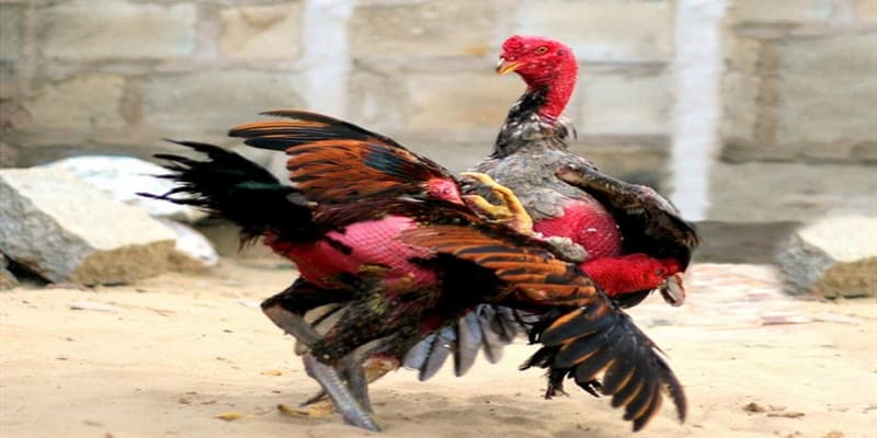 Gà đá đòn cách phân biệt