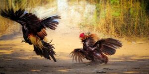 Gà đá đòn kỹ năng và kinh nghiệm