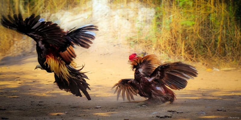 Gà đá đòn kỹ năng và kinh nghiệm